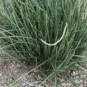 Photo of the plant species Candelilla by @PoetSweetbox78 named Tupot amaroot on Greg, the plant care app