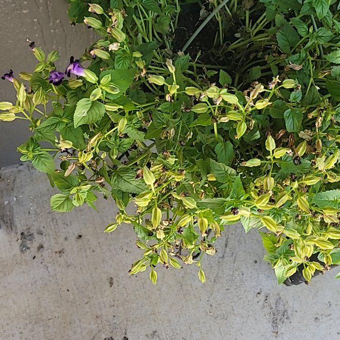 Photo of the plant species Wishbone Flower by @SirBalticivy54 named Osmo on Greg, the plant care app