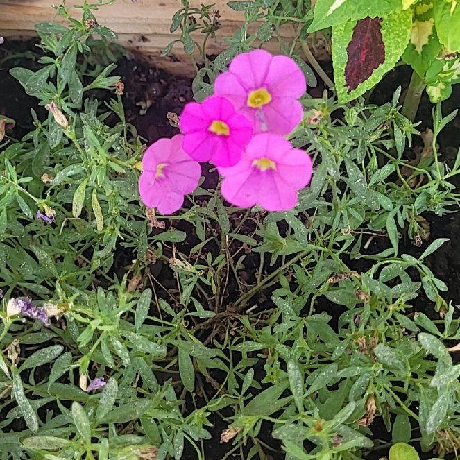 Photo of the plant species Drummond's Phlox by @SirBalticivy54 named Austen on Greg, the plant care app