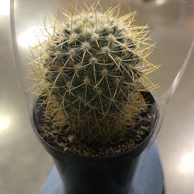 Photo of the plant species Mammillaria pringlei by @GemZzplant31 named Sage on Greg, the plant care app