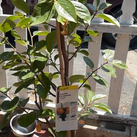 Photo of the plant species Diospyros Kaki by @WinAlbo22 named da Vinci on Greg, the plant care app
