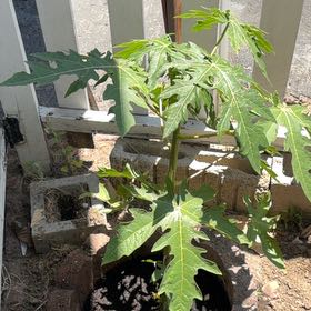 Photo of the plant species Papaya by @WinAlbo22 named Harry on Greg, the plant care app