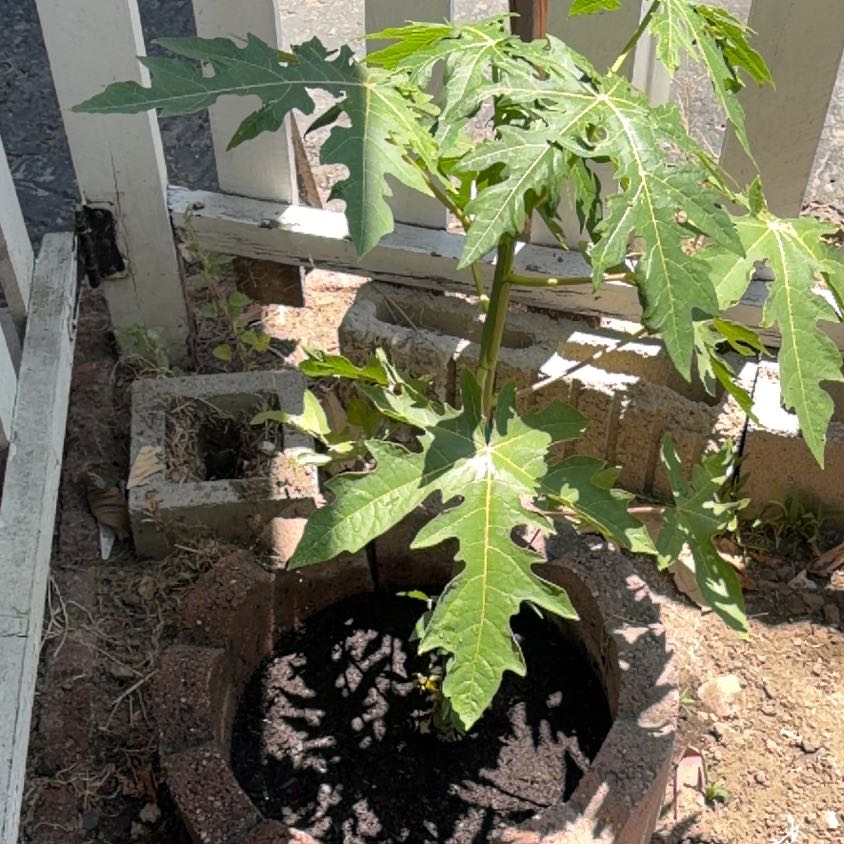 Photo of the plant species Papaya by @WinAlbo22 named Einstein on Greg, the plant care app