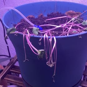 Photo of the plant species Midnight Jasmine by @PeachyIcecaps5 named Remington on Greg, the plant care app