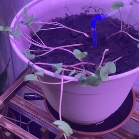 Photo of the plant species Midnight Jasmine by @PeachyIcecaps5 named Pax on Greg, the plant care app
