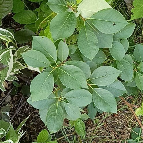 Photo of the plant species Black Chokeberry by @WinHairbrush56 named Sherlock on Greg, the plant care app