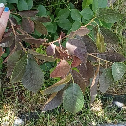 Photo of the plant species Goat Willow by @WinHairbrush56 named Gregarious on Greg, the plant care app