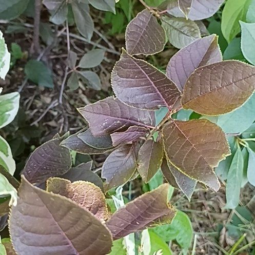 Photo of the plant species Eurasian Smoketree by @WinHairbrush56 named Cleopatra on Greg, the plant care app