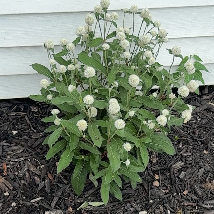 Photo of the plant species Globe Amaranth by @PrimaryPothos75 named Ronaldo on Greg, the plant care app