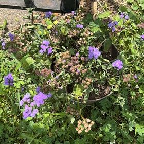 Photo of the plant species Flossflower by @PrimaryPothos75 named Austen on Greg, the plant care app