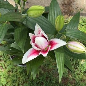 Photo of the plant species Tiger Lily by @PrimaryPothos75 named Huckleberry Fern on Greg, the plant care app