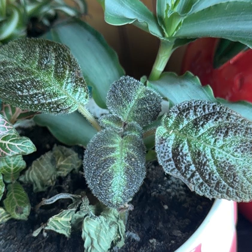 Photo of the plant species Copper Leaf by @ProMira34 named Cleopatra on Greg, the plant care app