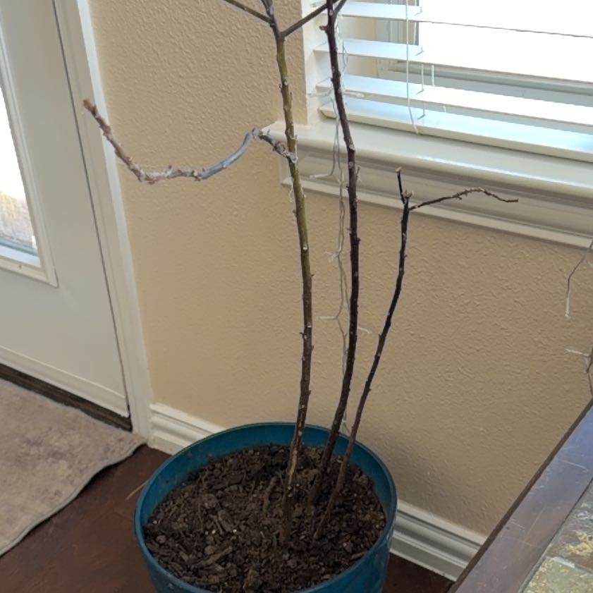Photo of the plant species Avacado Tree by @HandyNoognug56 named McKinley on Greg, the plant care app