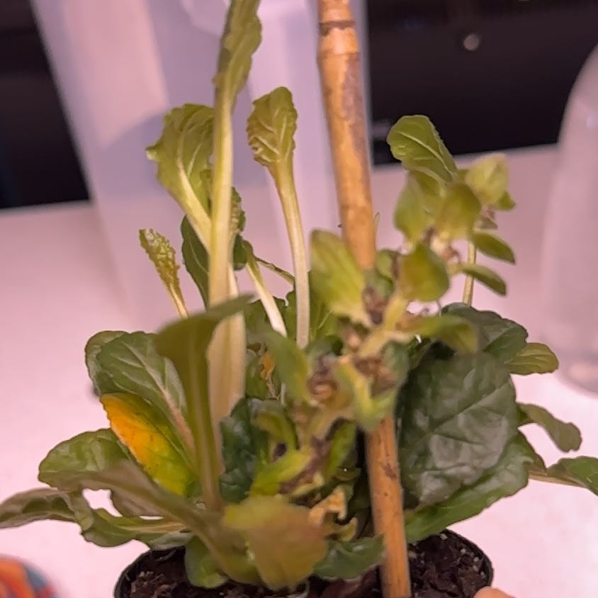 Photo of the plant species Blue Bugle by @QuesterPandan55 named Mochi on Greg, the plant care app