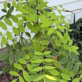 Photo of the plant species American Wisteria by @YiftBluesage98 named Rihanna on Greg, the plant care app