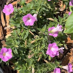 Photo of the plant species Petunia by @YiftBluesage98 named Gomez on Greg, the plant care app