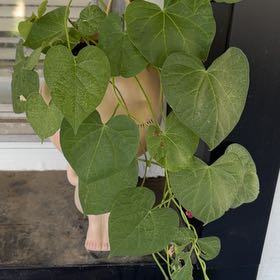 Photo of the plant species Purple Morning Glory by @YiftBluesage98 named da Vinci on Greg, the plant care app