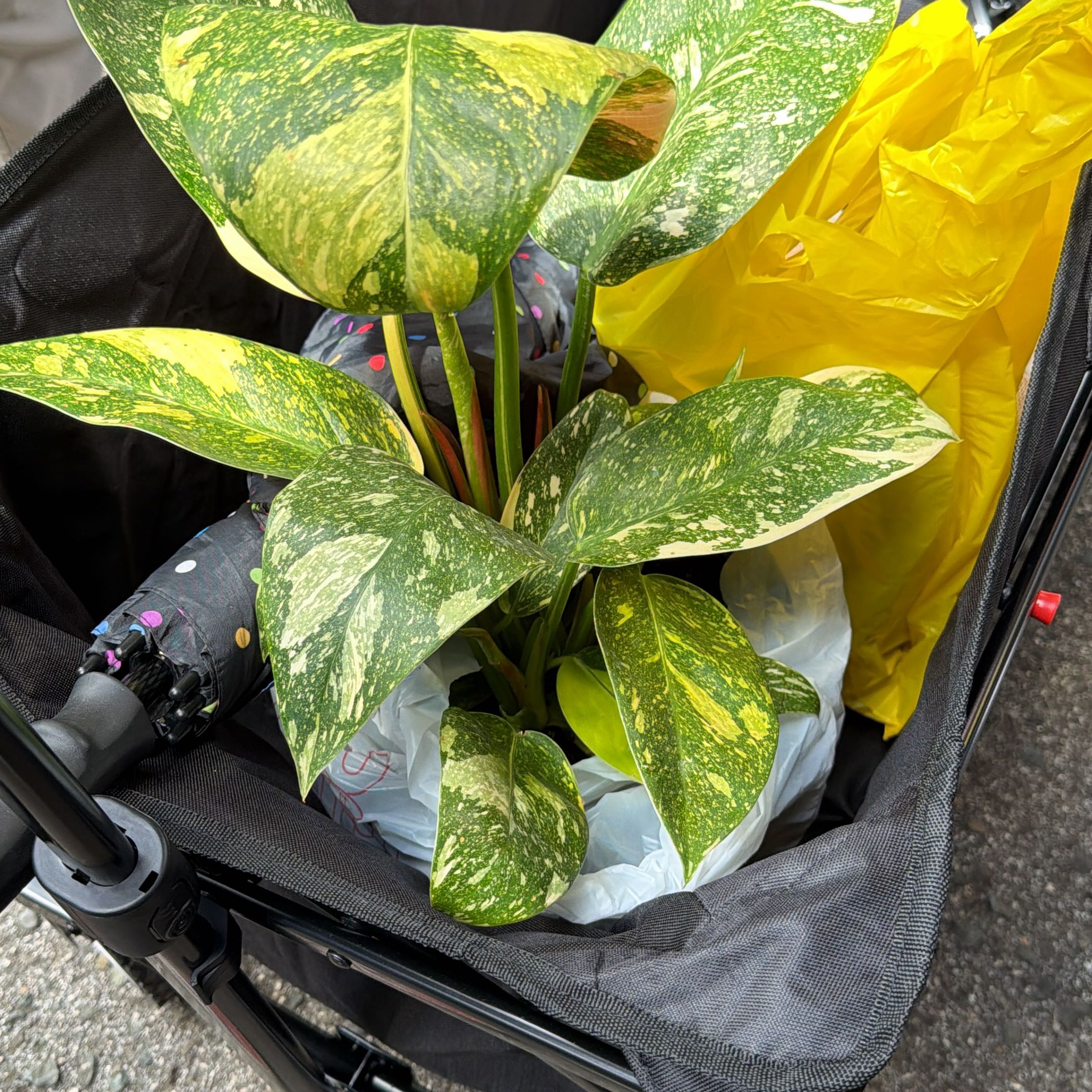 Photo of the plant species Variegated Green Congo Philodendron by @KeyRyebrome43 named Sproutacus on Greg, the plant care app