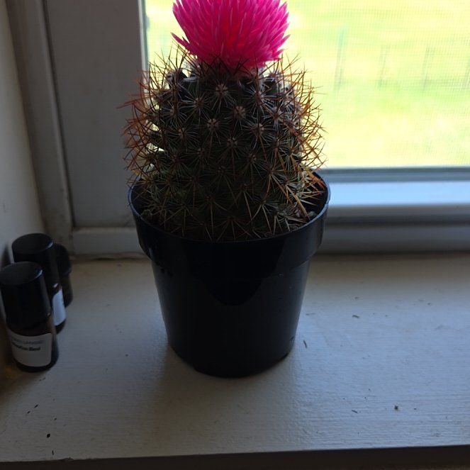 Photo of the plant species Chihuahuan Beehive by @ZarfSourwood3 named Athena on Greg, the plant care app