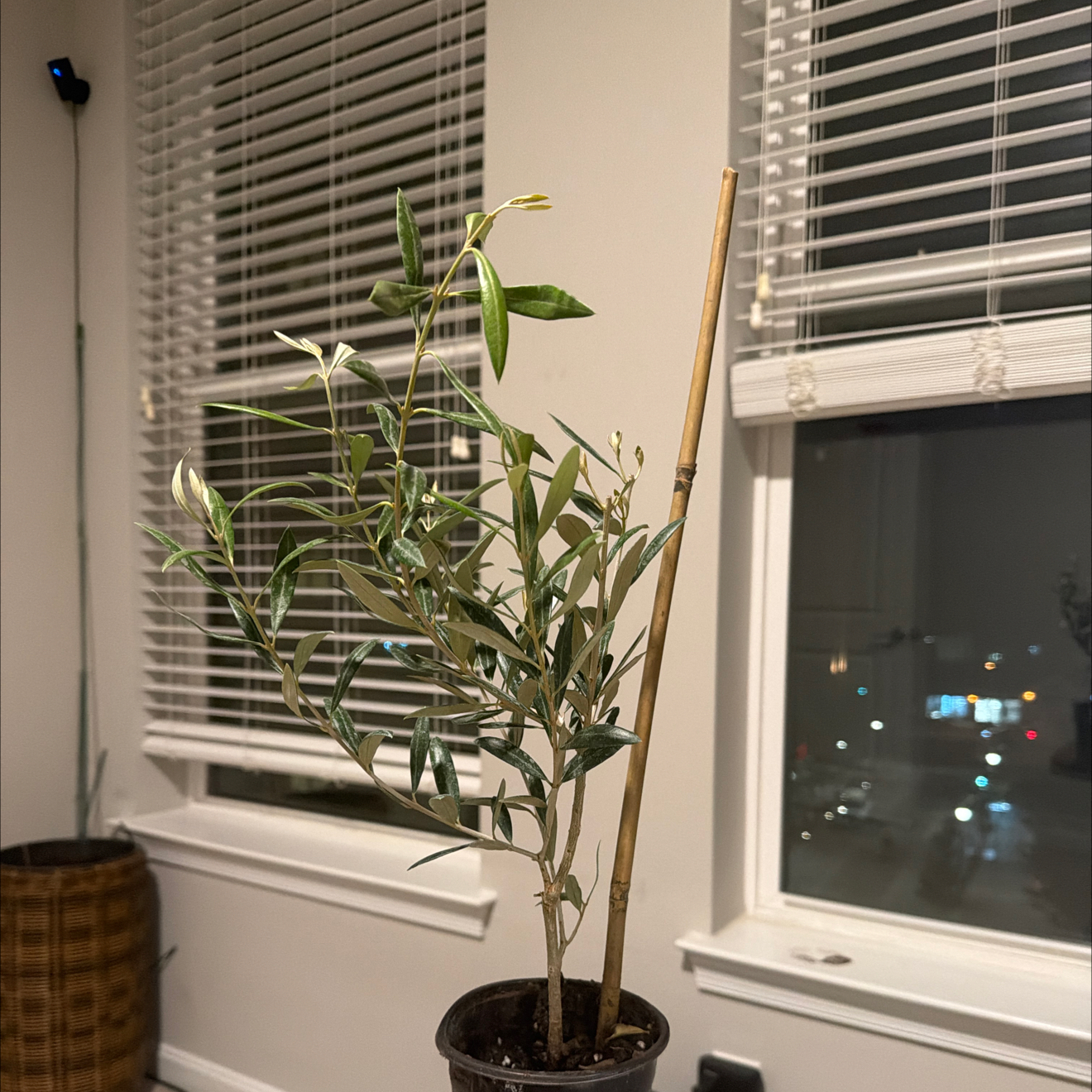 Photo of the plant species Arbequina Olive Tree by @FineBacopa60 named Olive on Greg, the plant care app