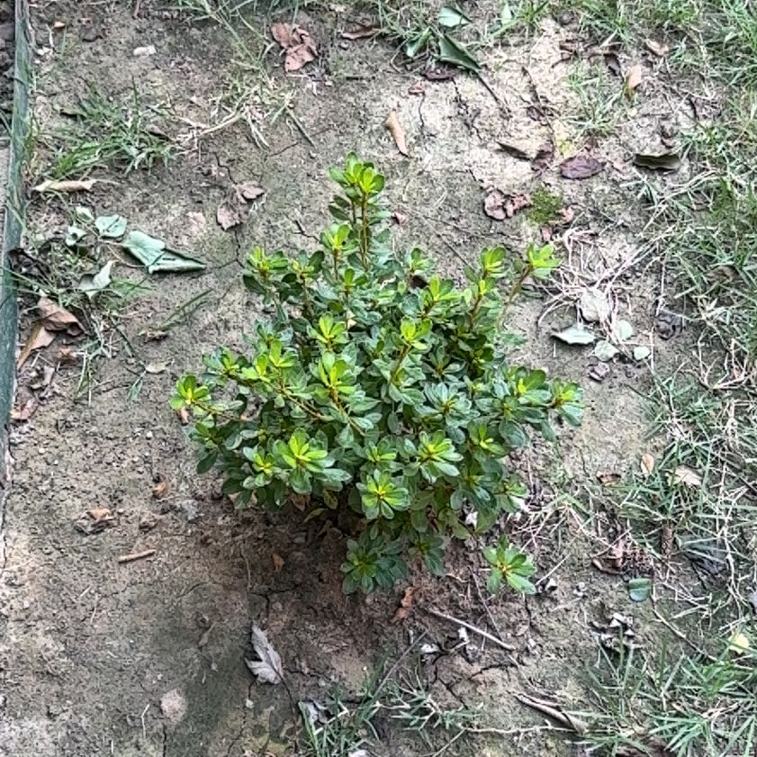 Photo of the plant species Alpenrose by @StableTipa30 named Mollie on Greg, the plant care app