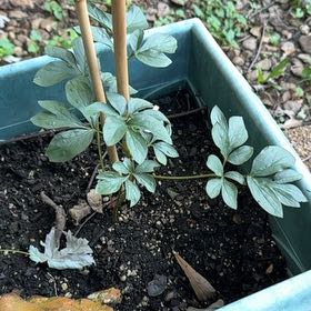 Photo of the plant species Chinese Peony by @StableTipa30 named Tree Diddy on Greg, the plant care app