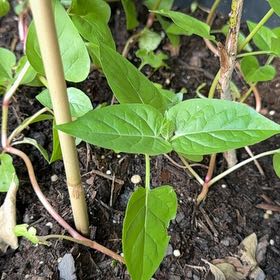 Photo of the plant species Mirabilis Jalapa by @StableTipa30 named Terra on Greg, the plant care app