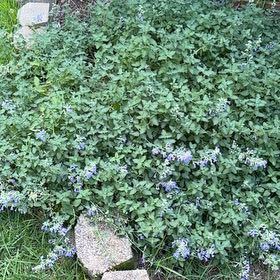 Photo of the plant species Wild Blue Phlox by @StableTipa30 named Leaf Erickson on Greg, the plant care app