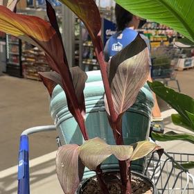 Photo of the plant species Canna 'Tropicana' by @DirectTupeia75 named Prince on Greg, the plant care app