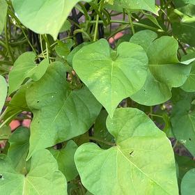 Photo of the plant species Mexican Morning Glory by @ThrivingBonsai8 named Luna on Greg, the plant care app