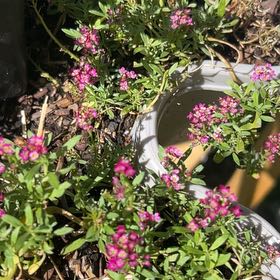 Photo of the plant species Sweet Alyssum by @AlertBluehaze50 named James Dean on Greg, the plant care app