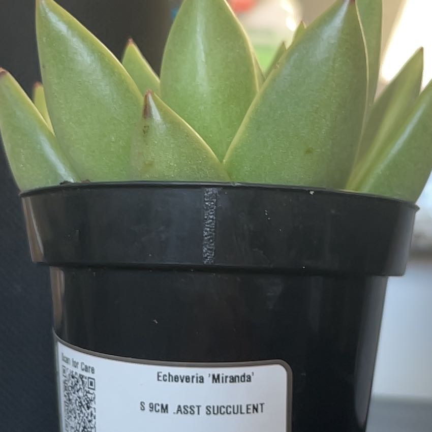 Photo of the plant species Echeveria 'Miranda' by @AdeptMaylily45 named Miranda on Greg, the plant care app
