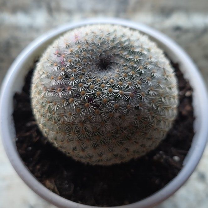 Photo of the plant species Button Cactus by @SparklyKanono94 named Achilles on Greg, the plant care app