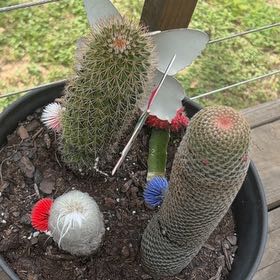 Photo of the plant species Coryphantha erecta by @BoldKiekie31 named Sproutacus on Greg, the plant care app
