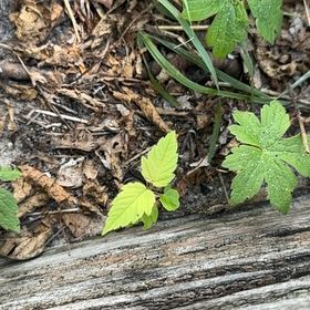 Photo of the plant species Japanese Hop by @KineticAloevera named Sproutacus on Greg, the plant care app