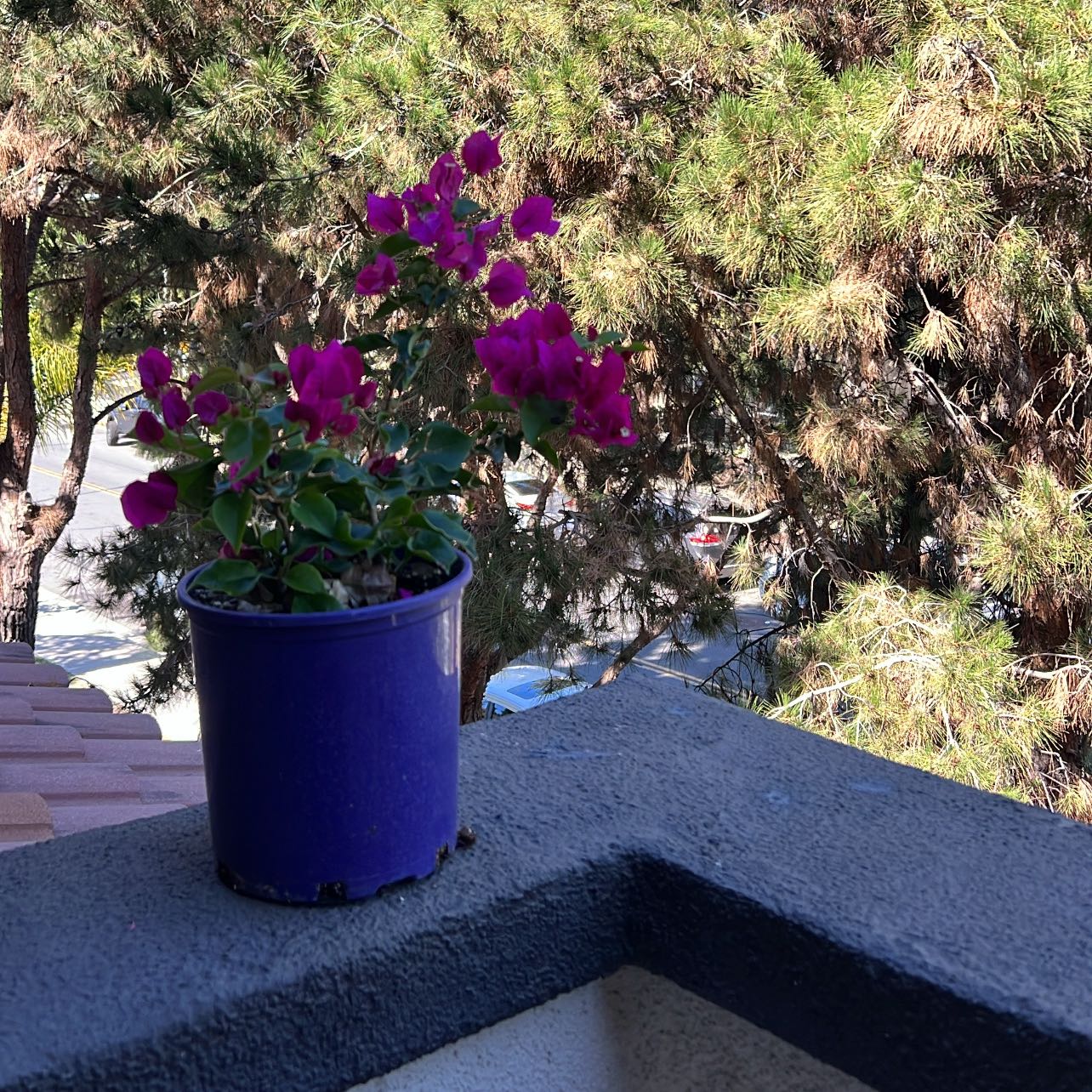Photo of the plant species Bougainvillea 'Purple Princess' by @PureOregonash0 named Bugy on Greg, the plant care app