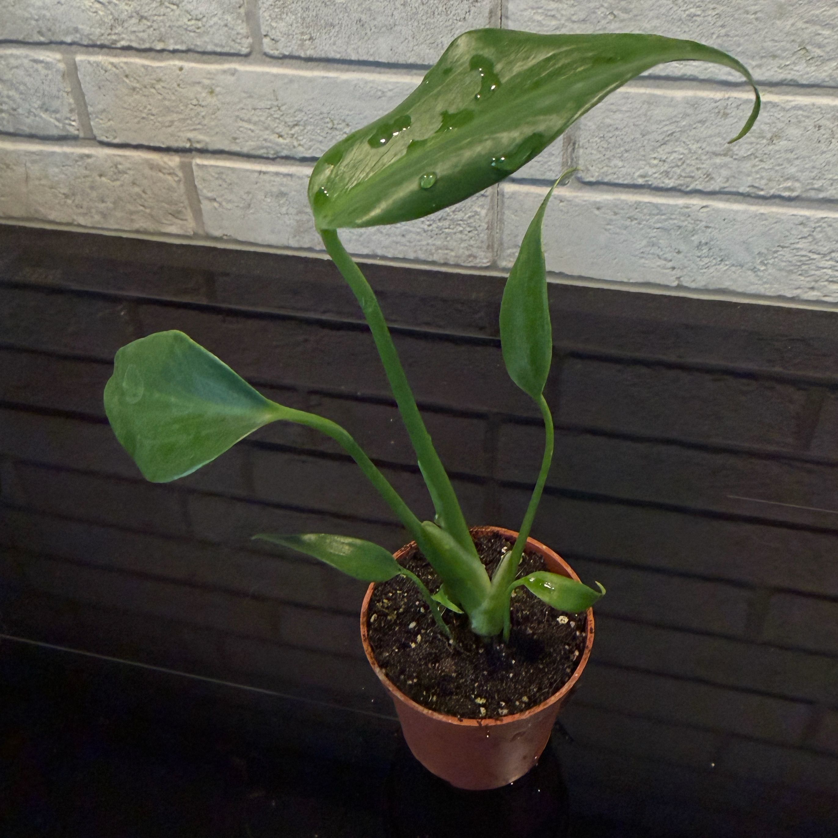 Photo of the plant species Burle Marx Flame Monstera by @mrossininchi named Walt on Greg, the plant care app