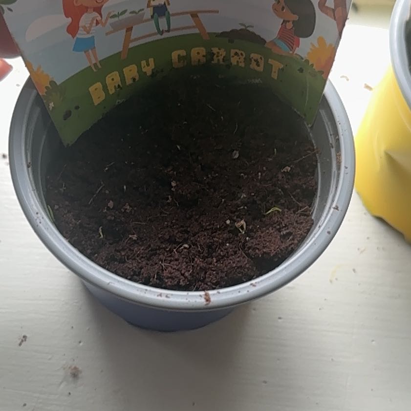Photo of the plant species Baby carrots by @IconPinoak58 named Tree Diddy on Greg, the plant care app