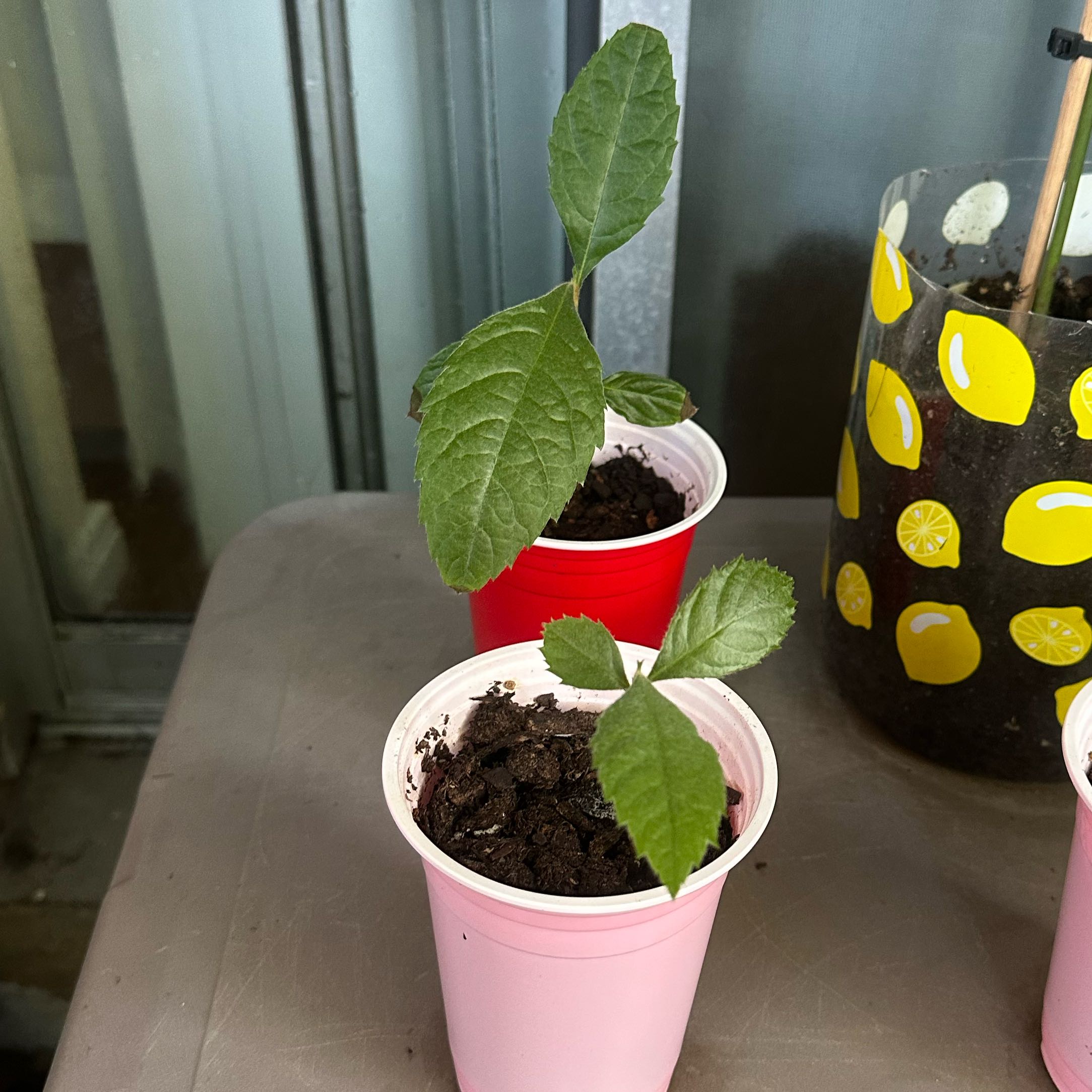 Photo of the plant species Eriobotrya Japonica by @YoungMexico23 named Delilah on Greg, the plant care app