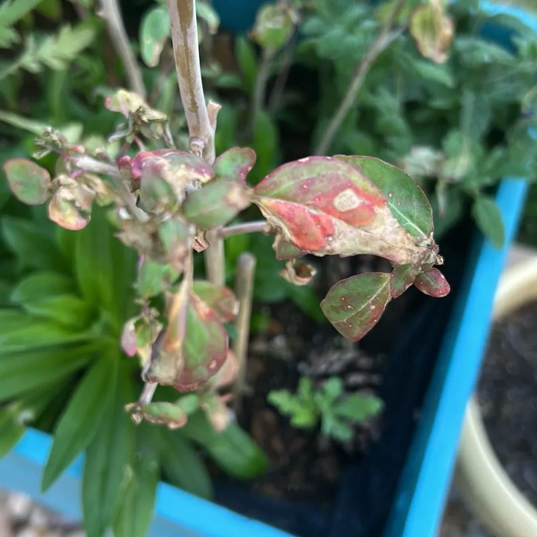 Photo of the plant species Clarkia by @PremierAlmond28 named Baesil on Greg, the plant care app