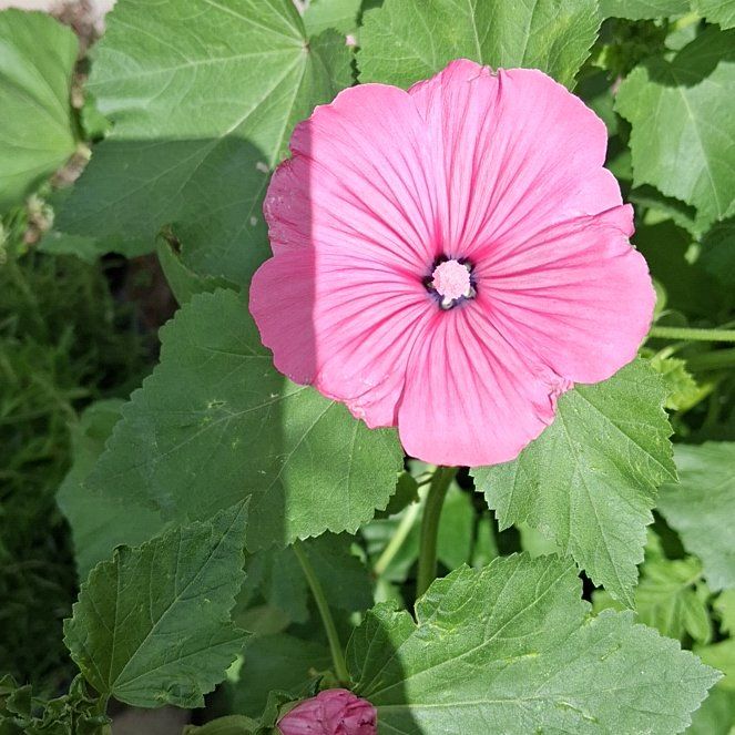 Photo of the plant species Royal Mallow by @LovingAsarina60 named Clooney on Greg, the plant care app