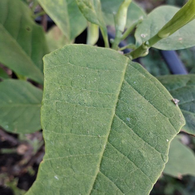 Photo of the plant species Cucumber Magnolia by @LovingAsarina60 named Spike Leaves on Greg, the plant care app