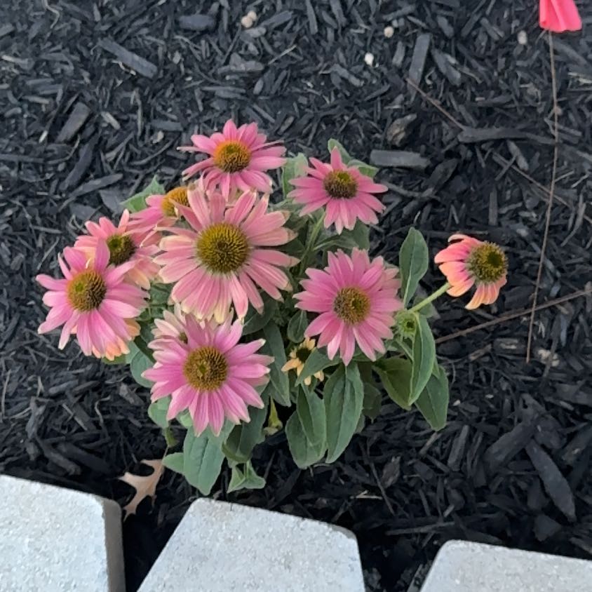 Photo of the plant species Purple Coneflower by @WinMatgrass7 named Sahara on Greg, the plant care app