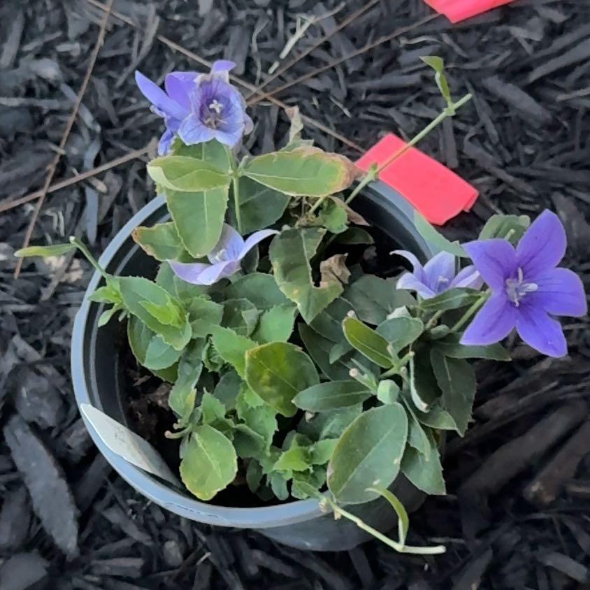Photo of the plant species Balloon-Flower by @WinMatgrass7 named Denali on Greg, the plant care app