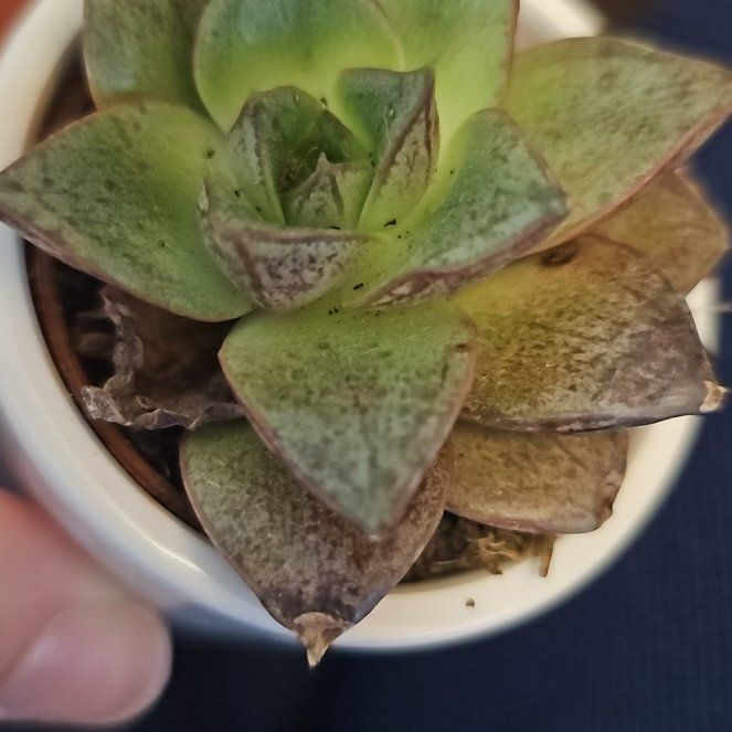 Photo of the plant species Echeveria 'Dionysos' by @DollCuttings6 named Kit kat on Greg, the plant care app