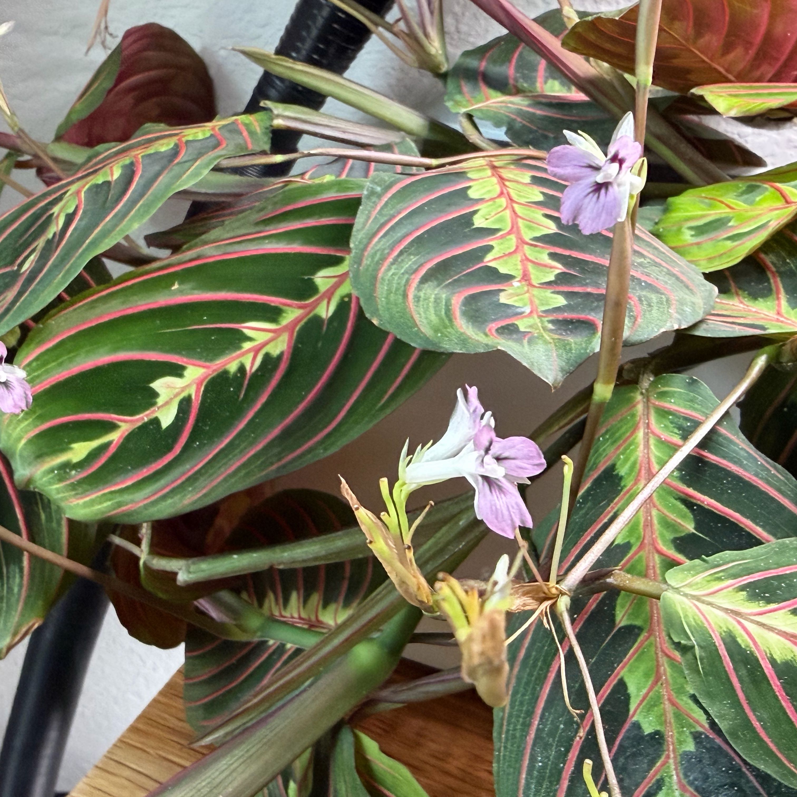 Photo of the plant species Red prayer plant by @SirMyagrum97 named Fernie Mac on Greg, the plant care app