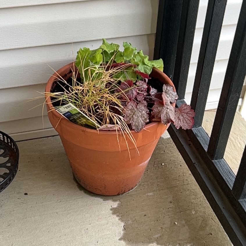 Photo of the plant species Coral Bells by @KeyPecan61 named James Dean on Greg, the plant care app