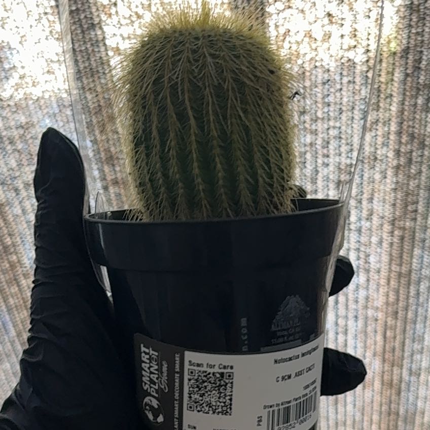 Photo of the plant species Notocactus leninghausii by @ZestFeijoa15 named Fernie Mac on Greg, the plant care app