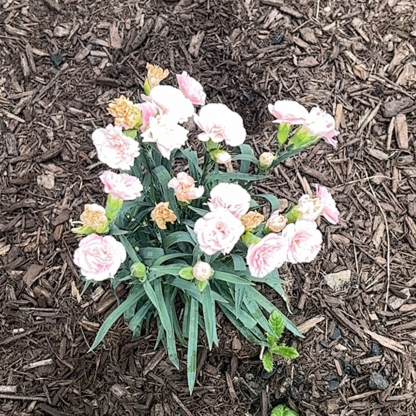 Photo of the plant species Border Carnation by @GemLovevine11 named Prince on Greg, the plant care app