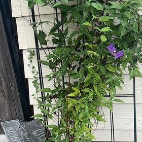 Photo of the plant species Italian Leather Flower by @GemLovevine11 named McKinley on Greg, the plant care app
